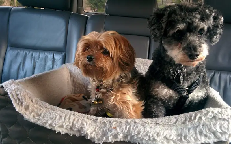 Twee kleine honden in een zachte mand op de achterbank van een auto