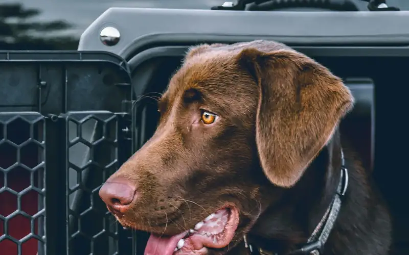 Bruine labrador in een transportbench met open deur