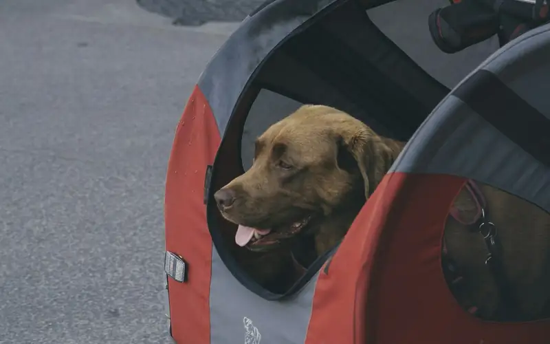 Bruine hond kijkt uit een rood-grijze hondenfietskar op straat