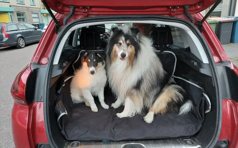 Twee collies zitten in de open kofferbak van een rode auto op een zwarte kofferbakmat