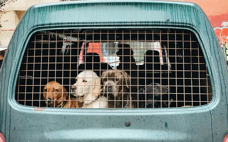 Vier honden kijken door een metalen rek achter de achterruit van een busje